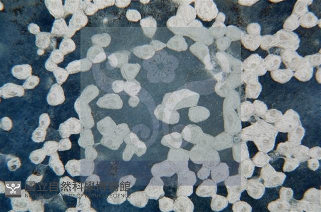 登錄號:F0010370藏品圖，第9張