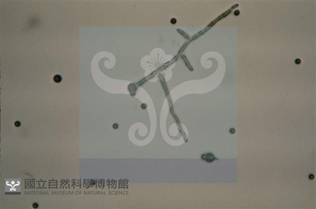 Accession Number:F0012872 Collection Image, Figure 9, Total 11 Figures