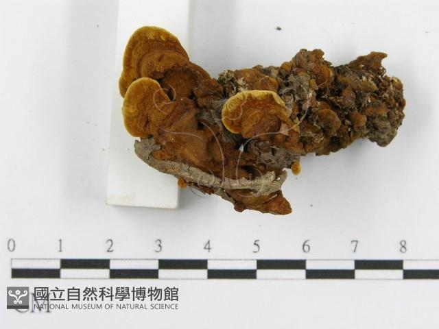 登錄號:F0016208藏品圖，第7張