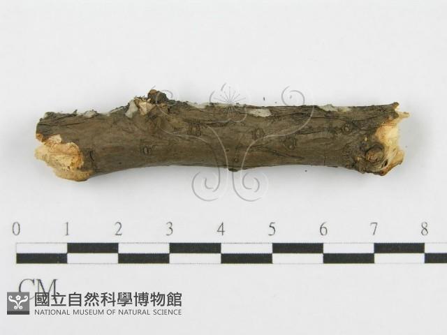 筍殼菌屬藏品圖，第7張