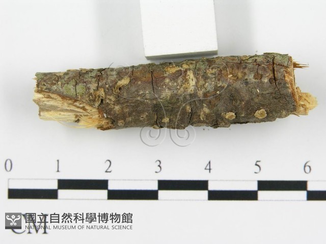 登錄號:F0015508藏品圖，第7張