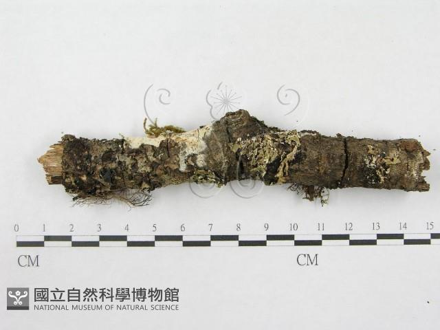 絲皮菌屬藏品圖，第7張