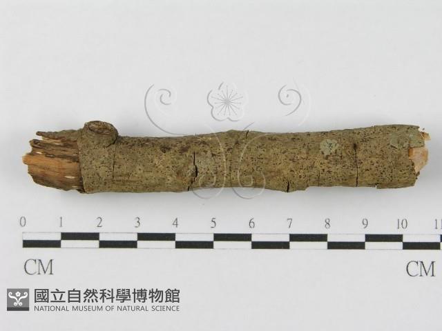 登錄號:F0012838藏品圖，第7張