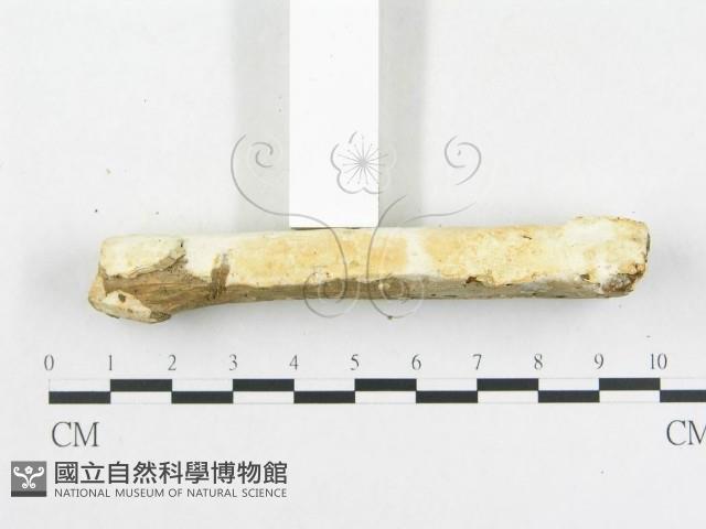 登錄號:F0007920藏品圖，第7張