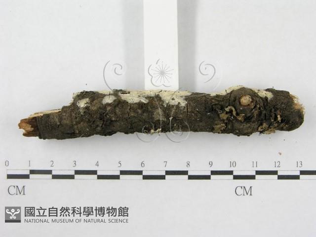 絲皮菌屬藏品圖，第7張