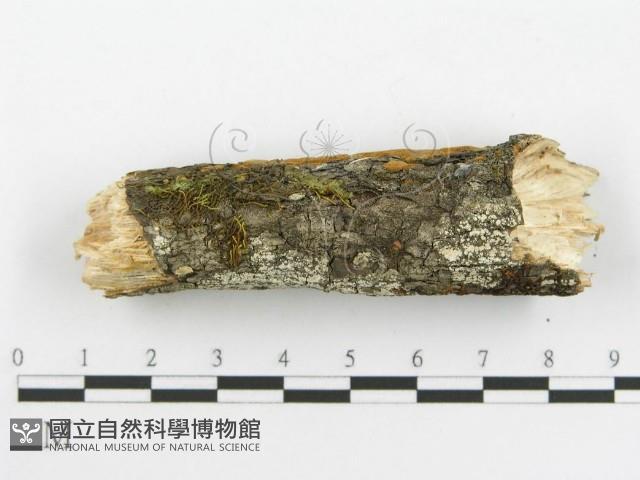 登錄號:F0014150藏品圖，第7張