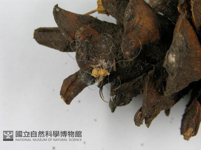 登錄號:F0019150藏品圖，第7張
