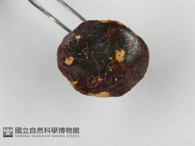 紅菇屬藏品圖，第7張