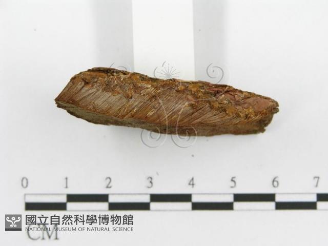 登錄號:F0017330藏品圖，第7張