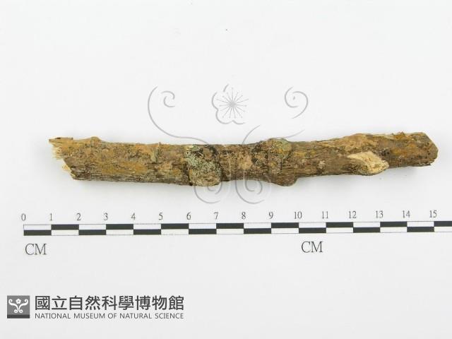 登錄號:F0001570藏品圖，第7張