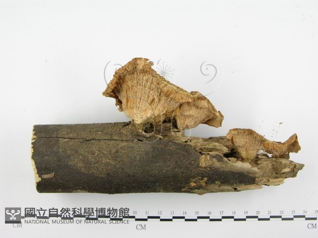 優雅波邊革菌藏品圖，第7張