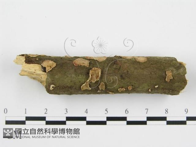 登錄號:F0003170藏品圖，第7張