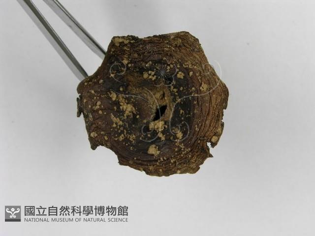 紅菇屬藏品圖，第7張