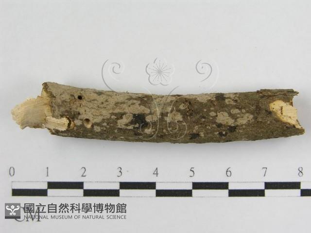登錄號:F0011986藏品圖，第7張