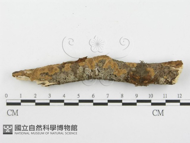 登錄號:F0013786藏品圖，第7張
