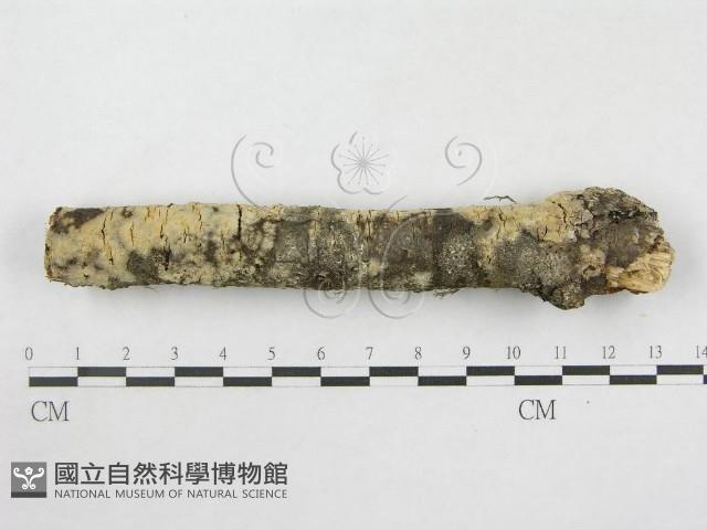 登錄號:F0014736藏品圖，第7張