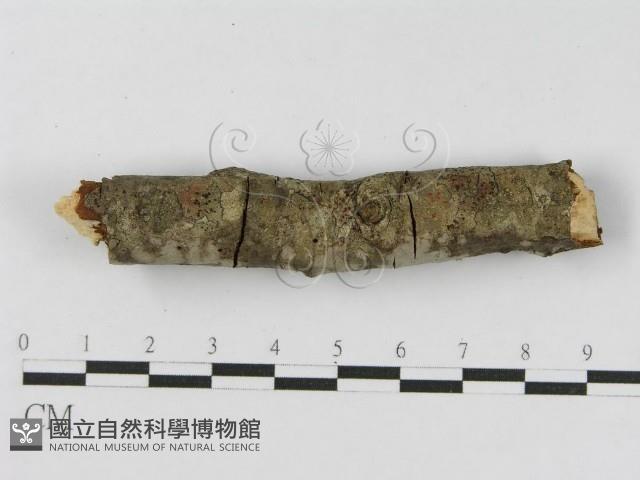 登錄號:F0010476藏品圖，第7張
