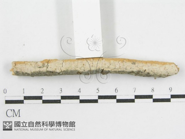 登錄號:F0002521藏品圖，第7張