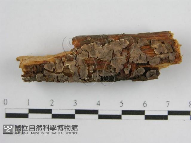 登錄號:F0004501藏品圖，第7張