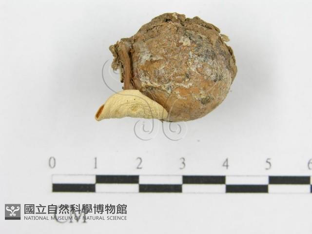 微皮傘屬藏品圖，第7張