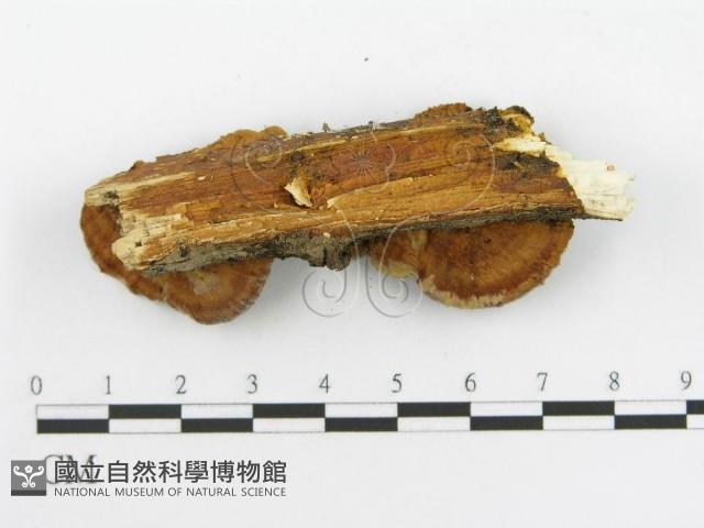 登錄號:F0002741藏品圖，第7張