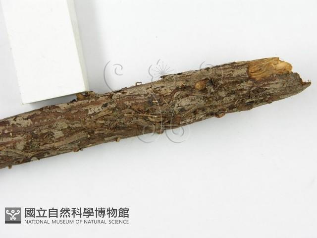 登錄號:F0000631藏品圖，第7張