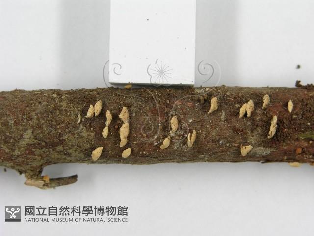 登錄號:F0008571藏品圖，第7張