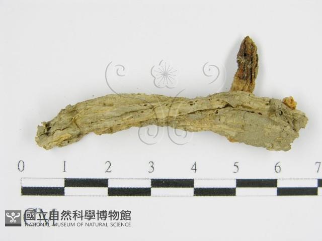 登錄號:F0016171藏品圖，第7張