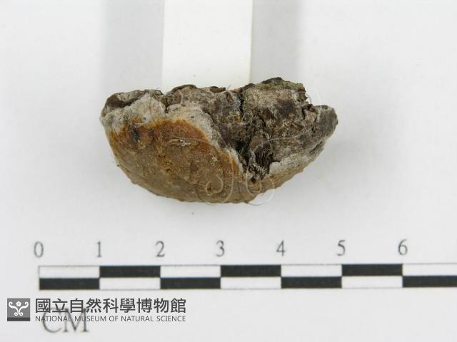 登錄號:F0017564藏品圖，第7張