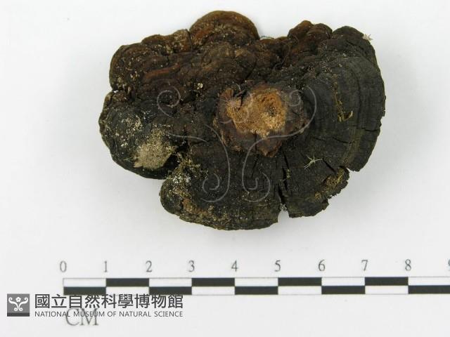 登錄號:F0014164藏品圖，第7張