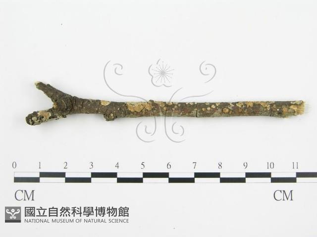 登錄號:F0002424藏品圖，第7張