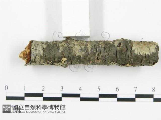 登錄號:F0010524藏品圖，第7張