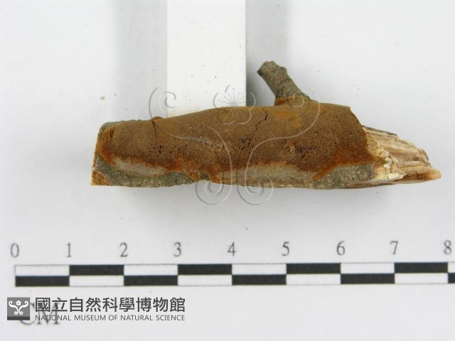 登錄號:F0003104藏品圖，第7張
