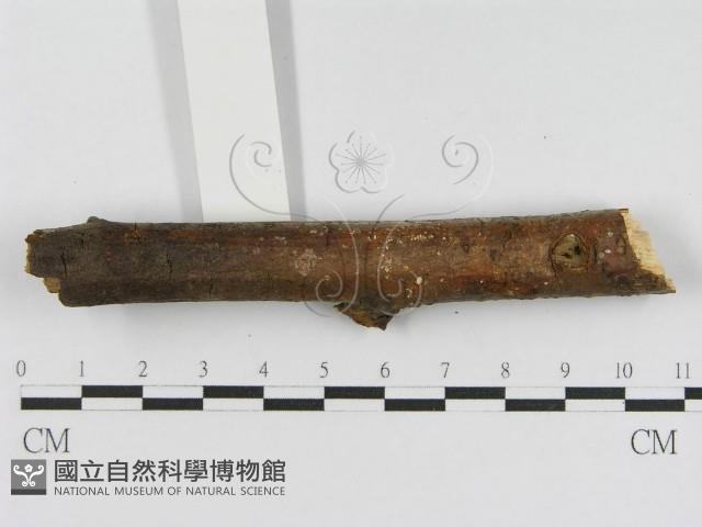 登錄號:F0010454藏品圖，第7張