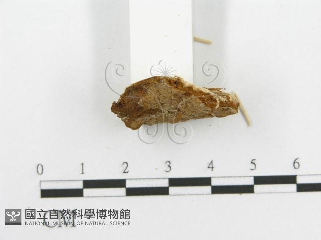 登錄號:F0017454藏品圖，第7張