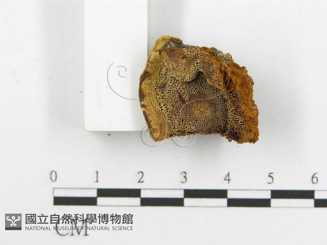 登錄號:F0017694藏品圖，第7張