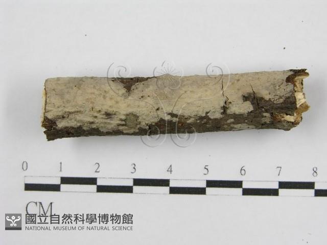 登錄號:F0011984藏品圖，第7張