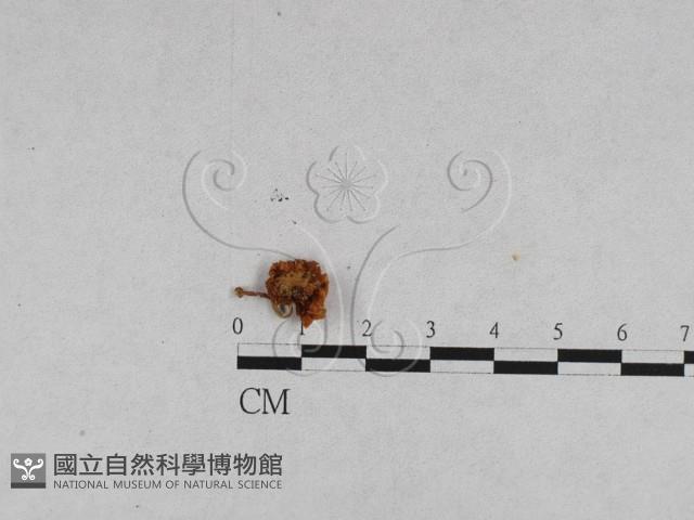 登錄號:F0011034藏品圖，第7張