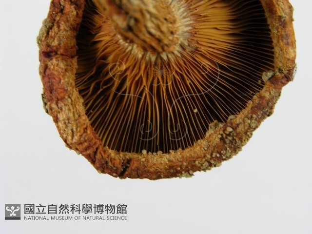登錄號:F0003334藏品圖，第7張