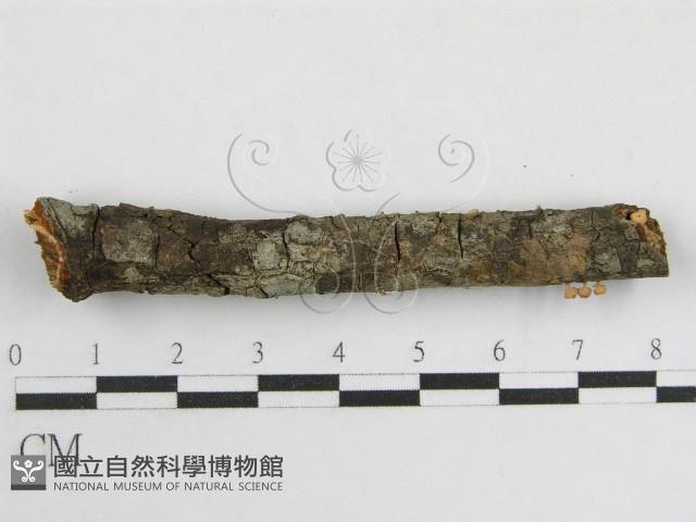 登錄號:F0005574藏品圖，第8張