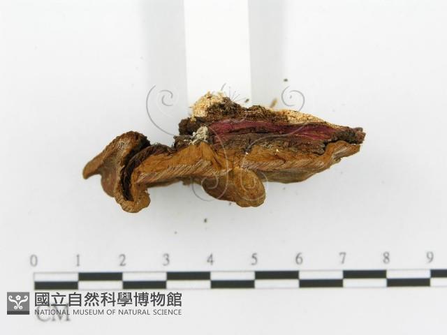 登錄號:F0017374藏品圖，第7張