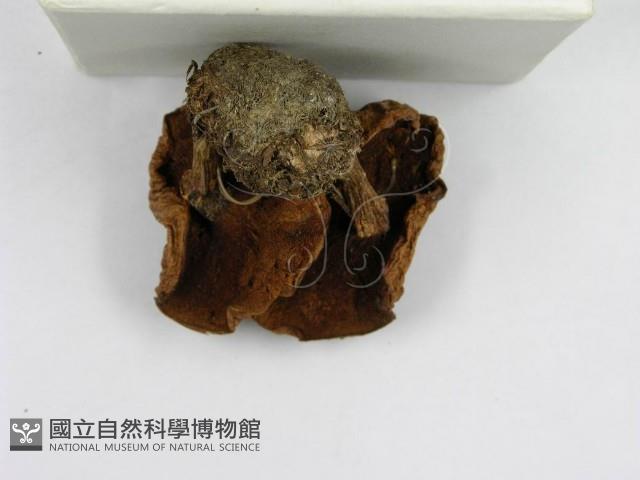 登錄號:F0003762藏品圖，第7張