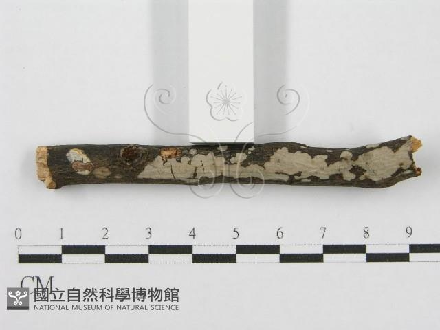 筍殼菌屬藏品圖，第7張