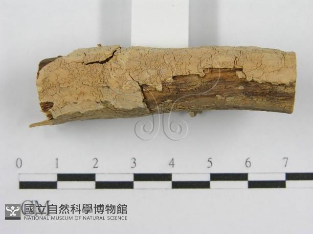 登錄號:F0004502藏品圖，第7張