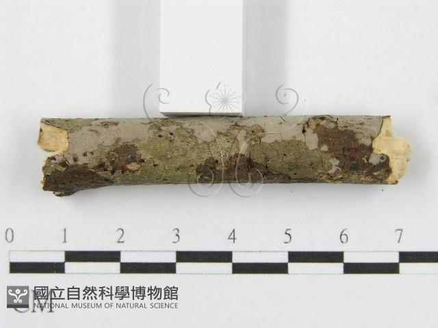 筍殼菌屬藏品圖，第7張