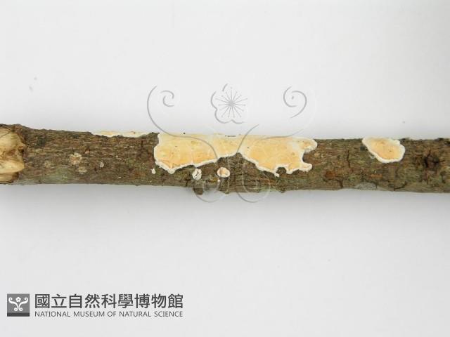 登錄號:F0015692藏品圖，第7張