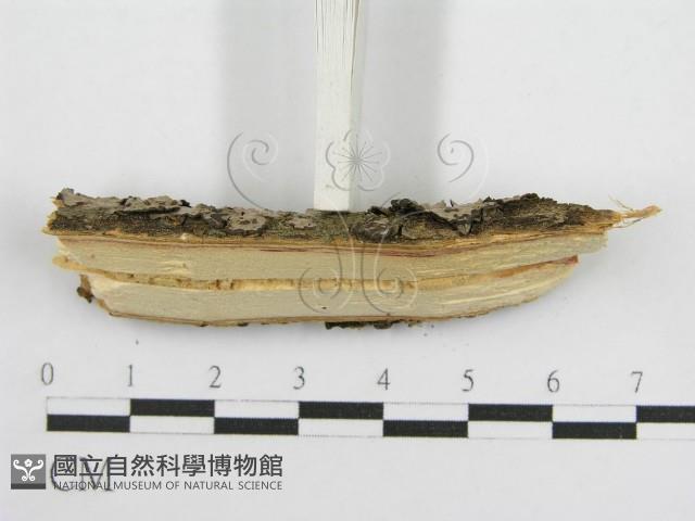 登錄號:F0015772藏品圖，第7張