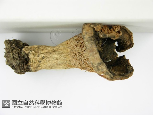 登錄號:F0003772藏品圖，第7張