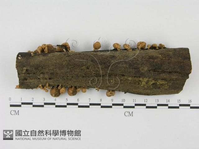 登錄號:F0001167藏品圖，第7張