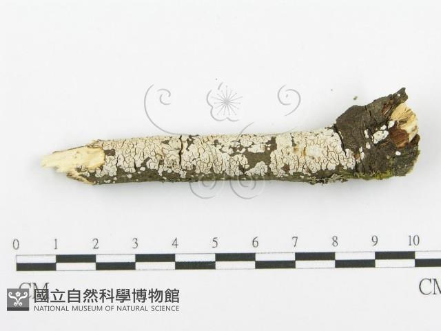 登錄號:F0018727藏品圖，第7張